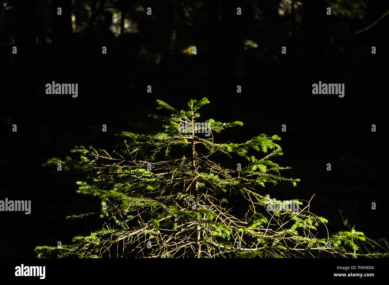 Small Norway spruce isolated on black background. Stock Photo