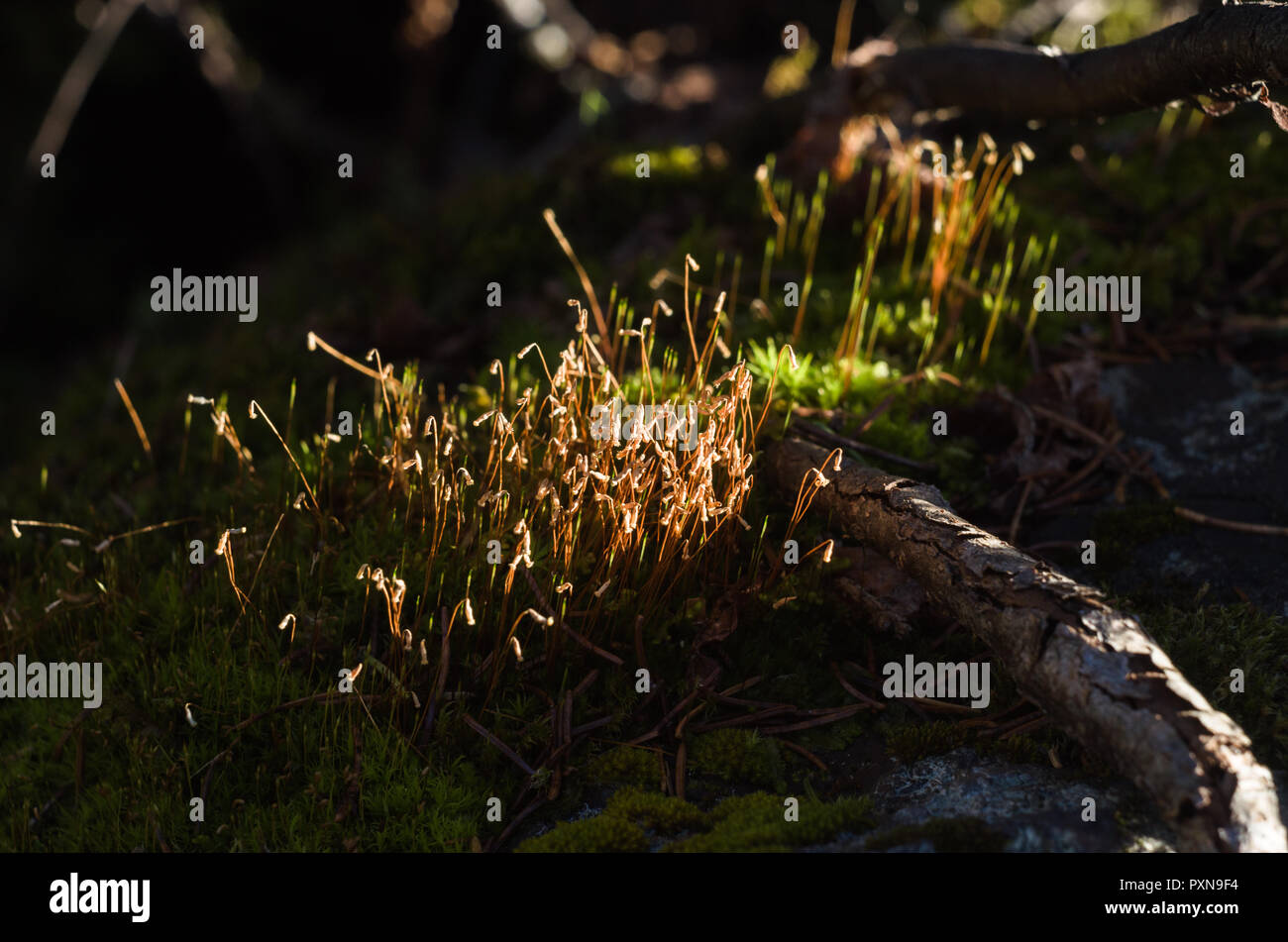 Small clumps of moss with sporophytes in light of autumn sun. Stock Photo