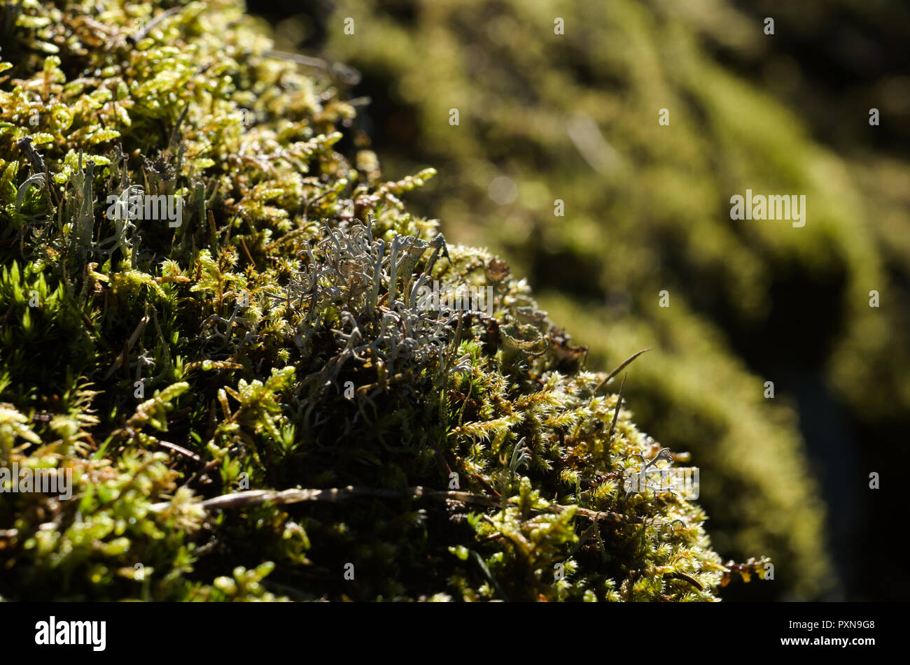 Small clumps of moss and lichens on rocks. Stock Photo