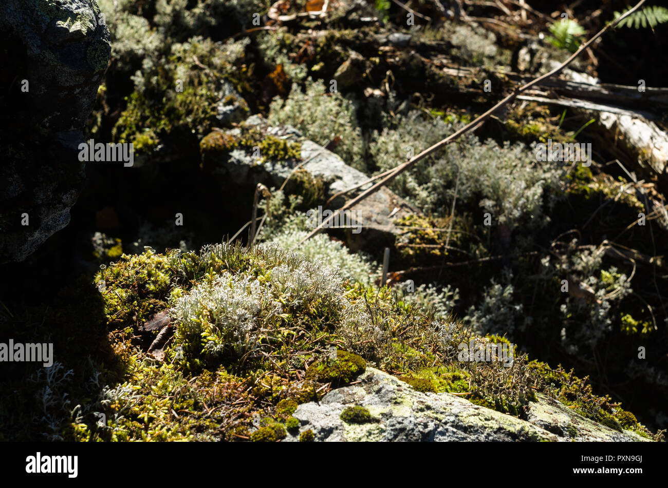 Clumps of moss and lichens mixed on small rocks. Stock Photo