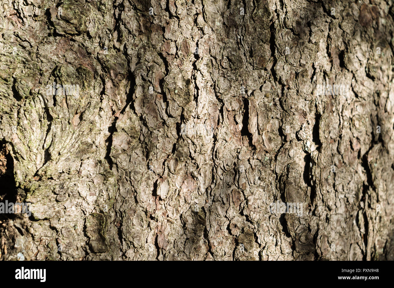 Texture Of The Bark Of Spruce. Stock Photo