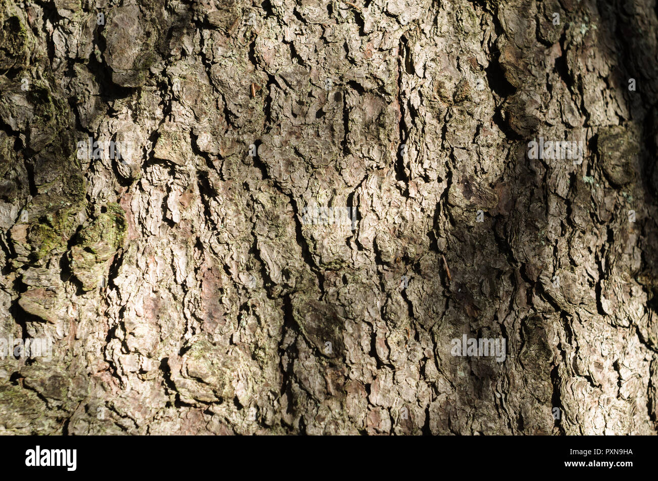 Texture Of The Bark Of Spruce. Stock Photo