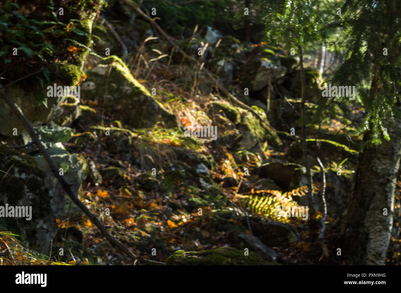 Small rocky slope in young forest with light, shadow and vibrant colours blurred by putting out of focus. Stock Photo