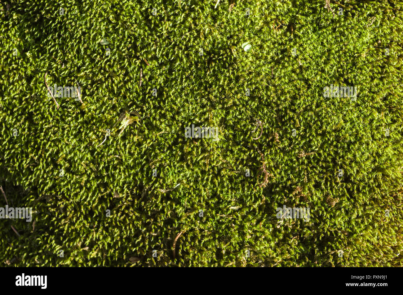 Dense moss colonie- top view flat lay. Stock Photo