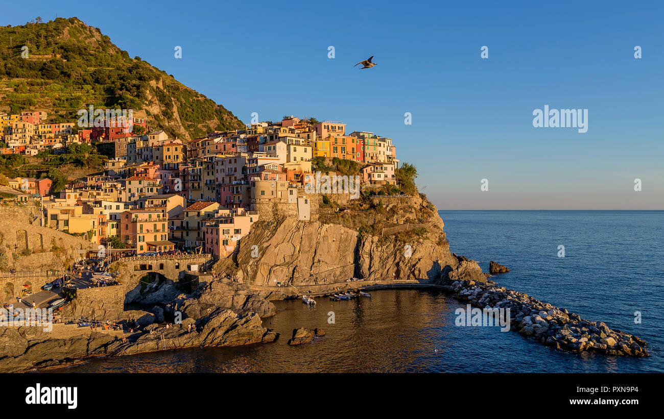 Seagull flies over the village of Manarola in the sunset light, Cinque Terre, Liguria, Italy Stock Photo