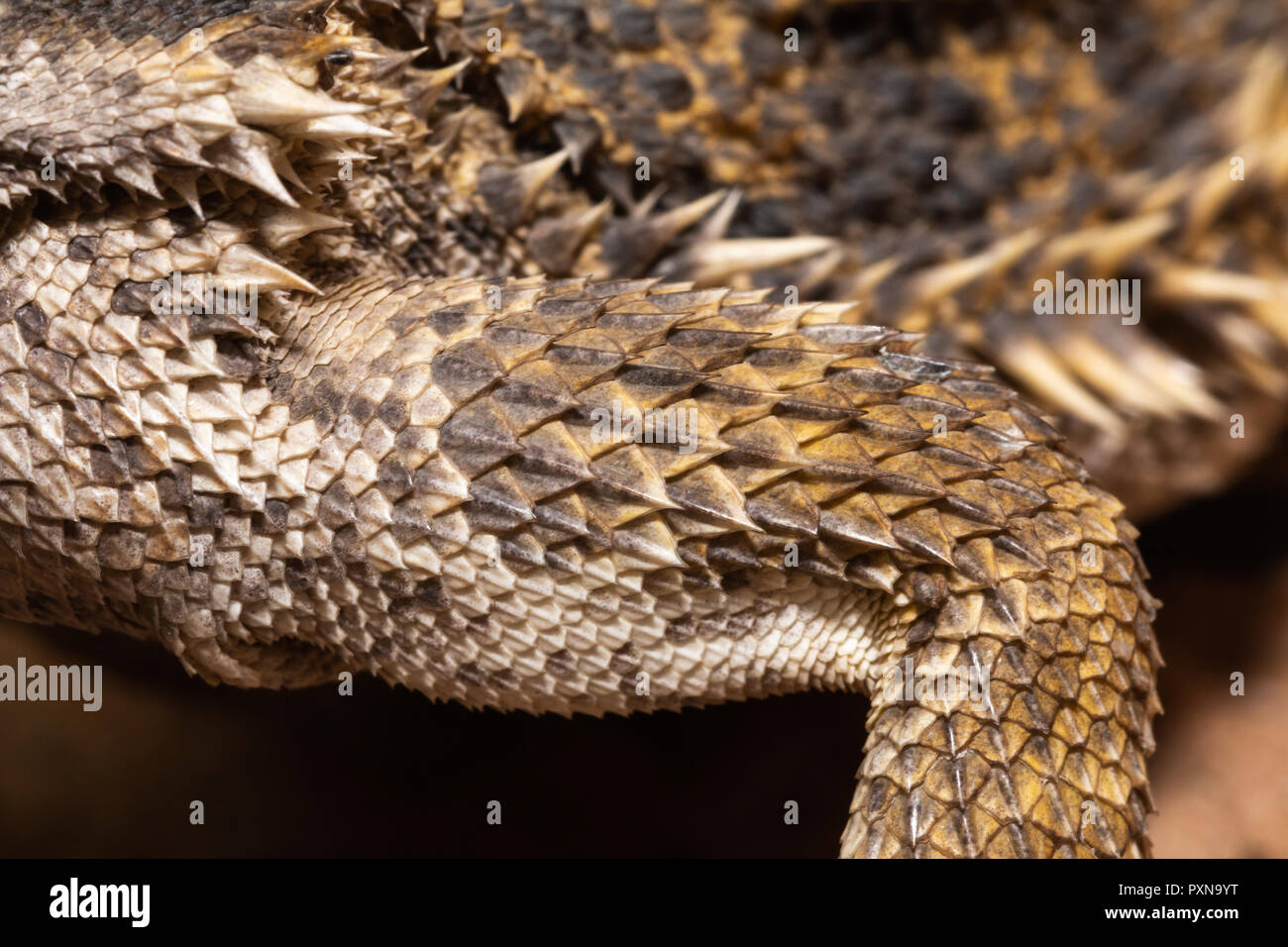 Snake skin abstract texture showing the reptile scales as a simple  background Stock Photo - Alamy