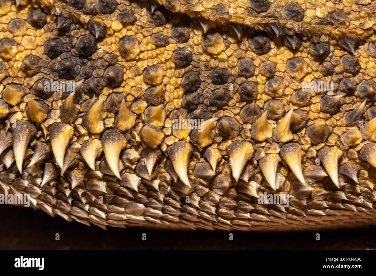 Extreme close up of the skin of a bearded Dragon showing spiny projections Stock Photo