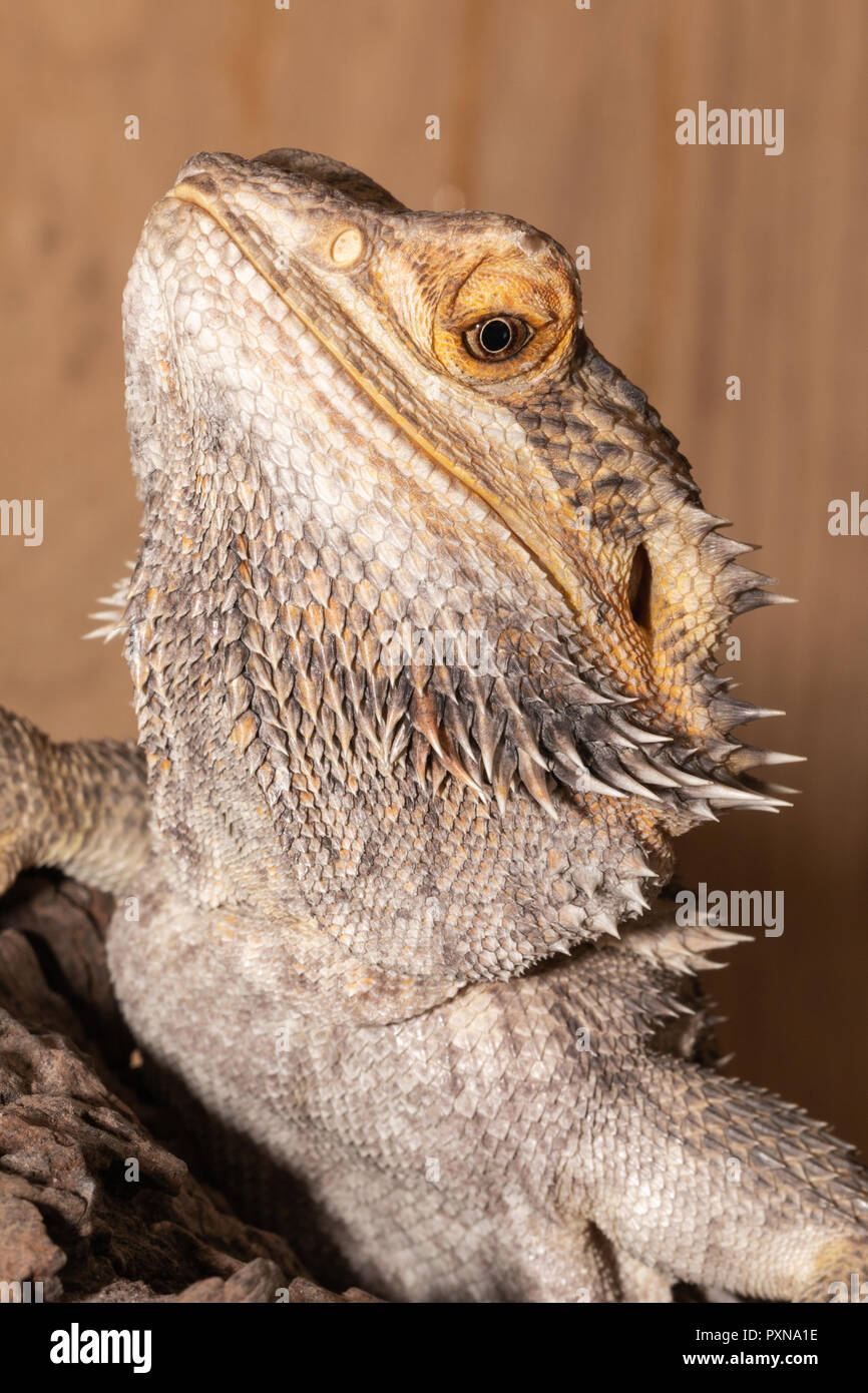 Close up of a Bearded Dragon head showing side view. Stock Photo