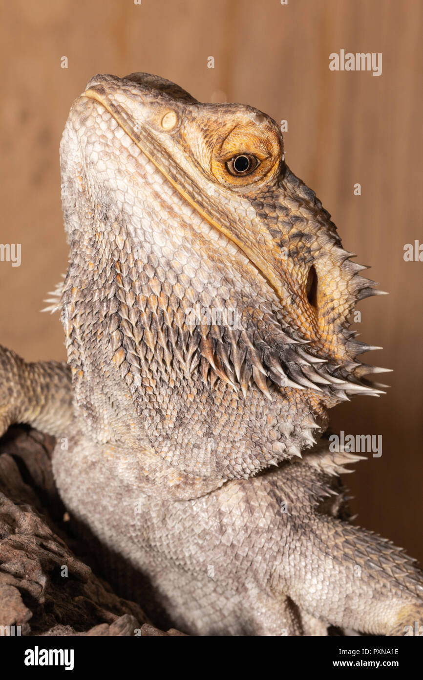 Bearded dragon cheap pouch