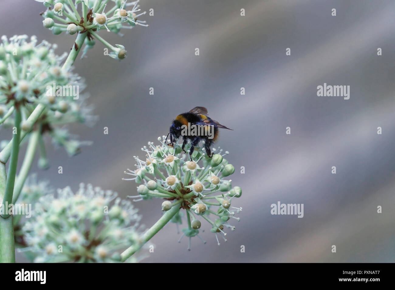Bumble Bee on flower in garden Stock Photo