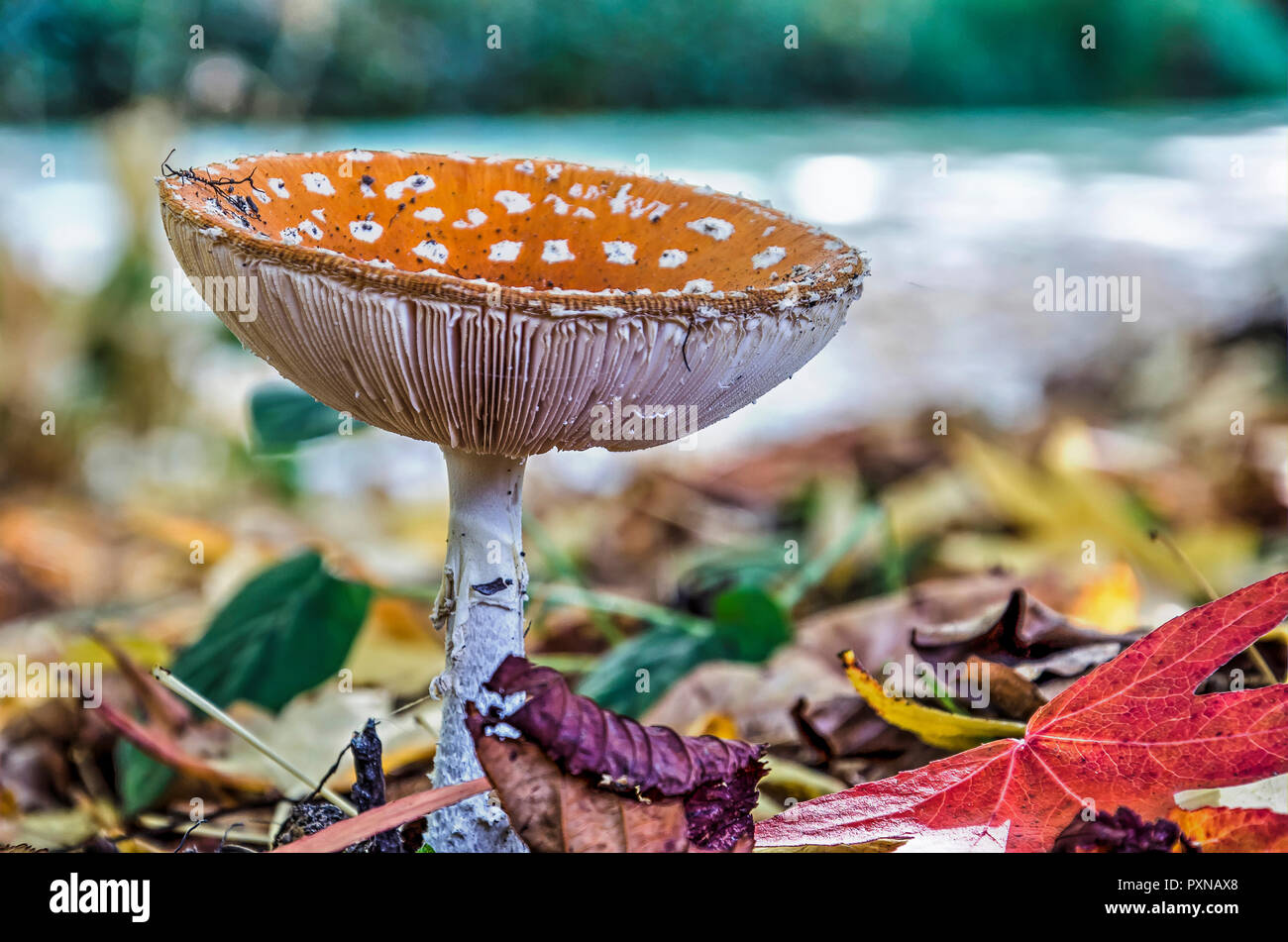 Single mushroom with a depressed cap, red with white dots and white gills growing on soil covered with various kinds of autumn leaves in a garden in o Stock Photo