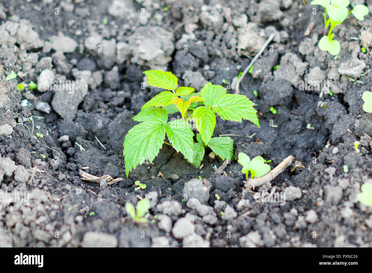 Raspberry seedling hires stock photography and images Alamy