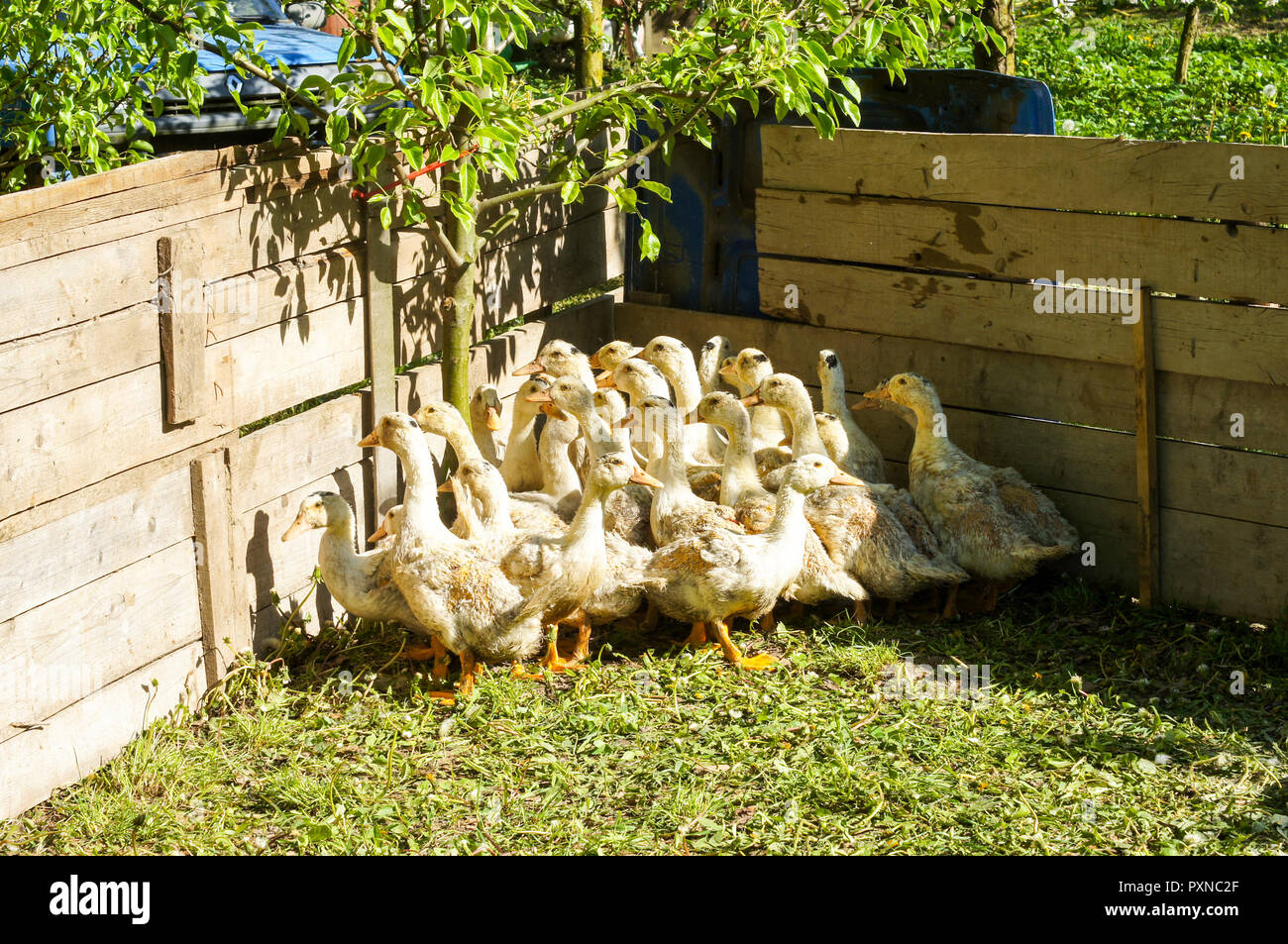 A herd of young ducks in nature in the aviary on a summer day .For your  design Stock Photo - Alamy