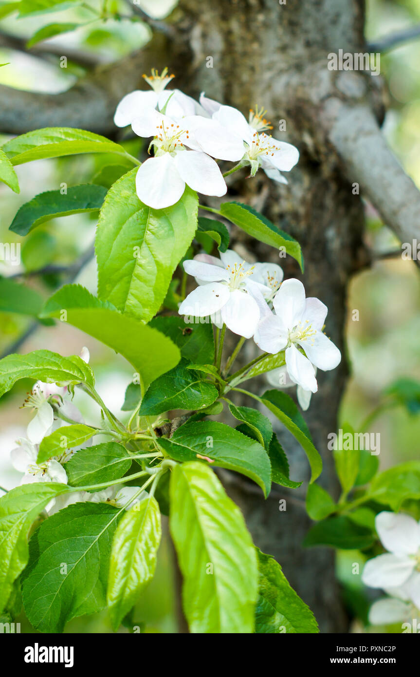 a blooming apple trees in spring .For your design Stock Photo - Alamy