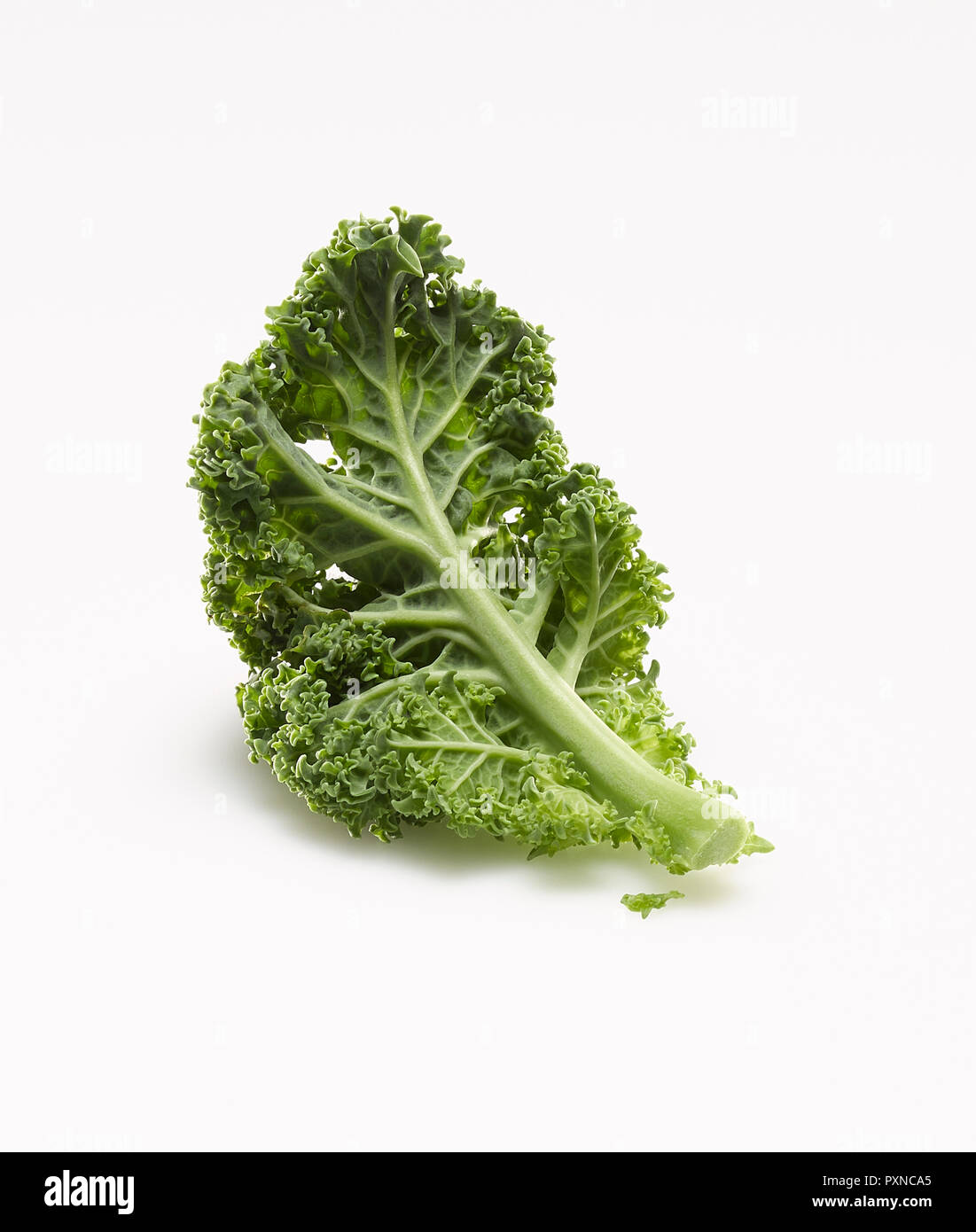 Curly Kale Stock Photo