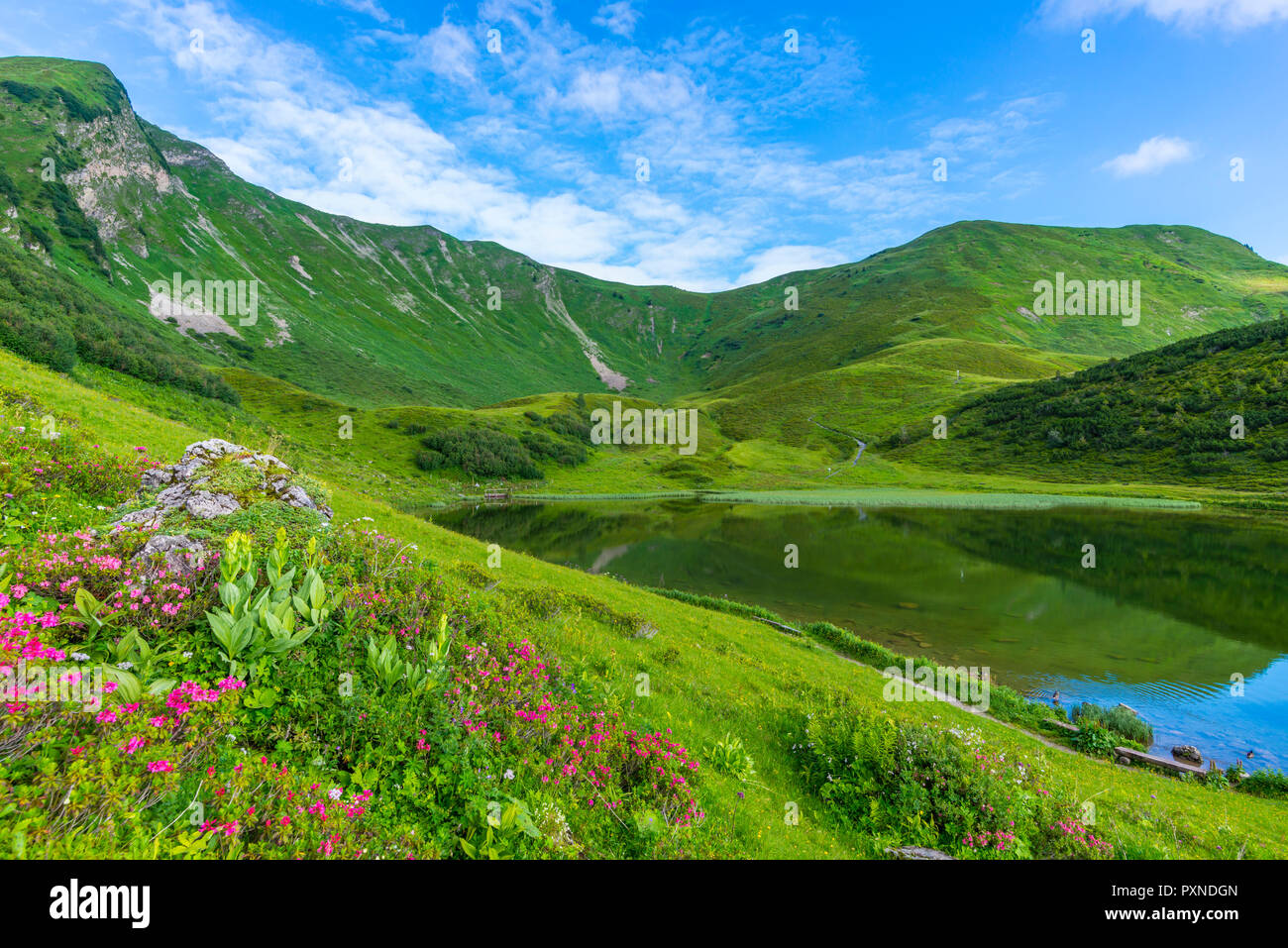 Alpenrosenbluete, Panorama ueber den Schlappoldsee, Allgaeuer Alpen, Allgaeu, Bayern, Deutschland, Europa Stock Photo