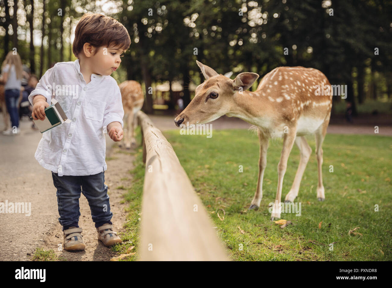 Toddler feeding roe deer in a wild park Stock Photo