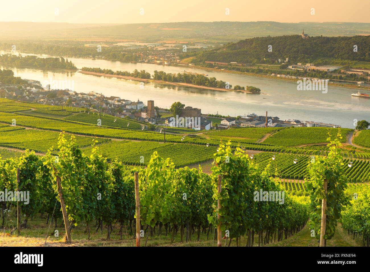 Vineyards and River Rhine, Rudesheim, Rhineland-Palatinate, Germany Stock Photo