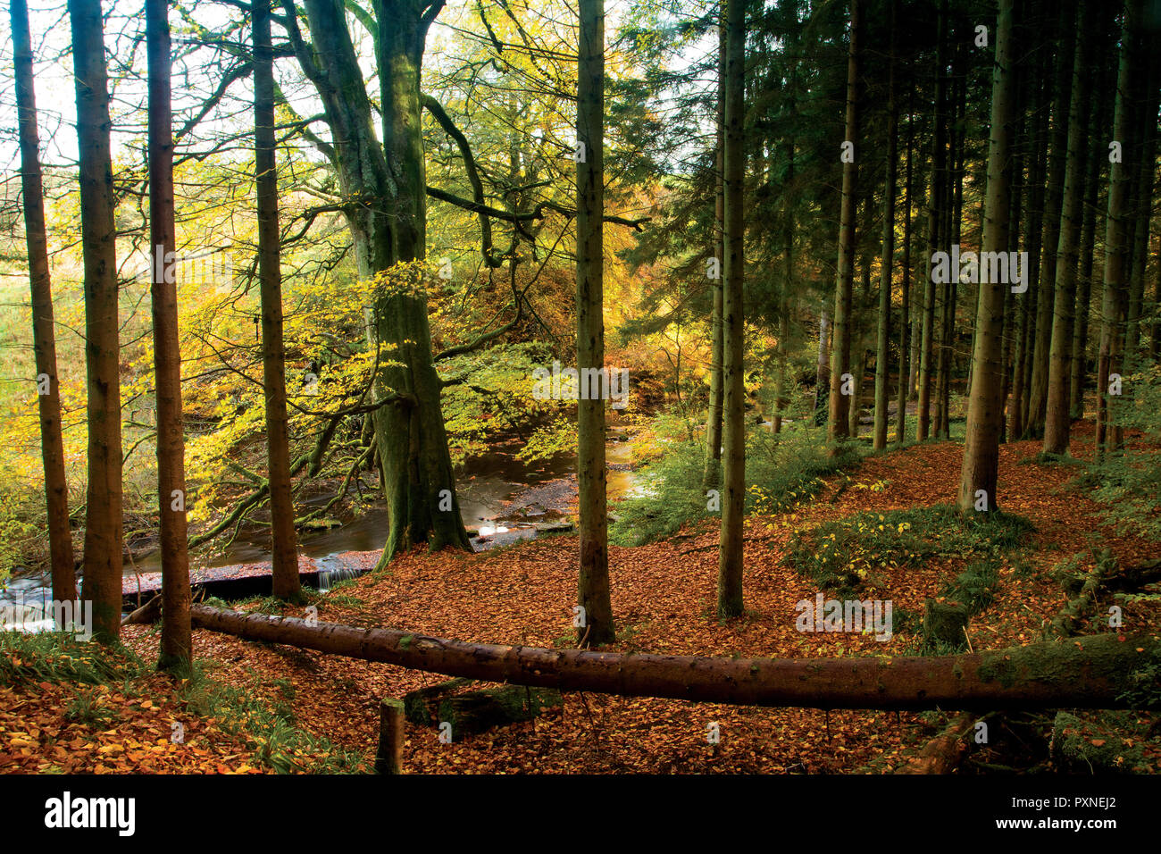 Autumn woodland, Calderglen Country Park, East Kilbride, South Lanarkshire Stock Photo
