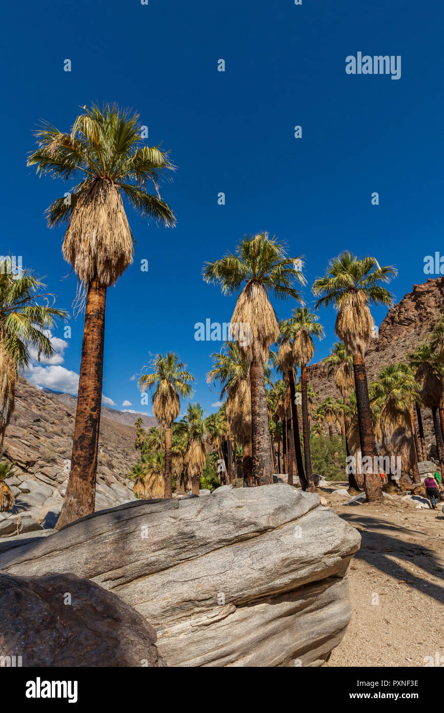 Palm Canyon on the Agua Caliente Cahuilla Indian Reservation. Palm Canyon is full with Washingtonia filifera (California Fan Palm) which contrasts with the rocky gorges and barren desert landscape. Palm Springs, USA Stock Photo