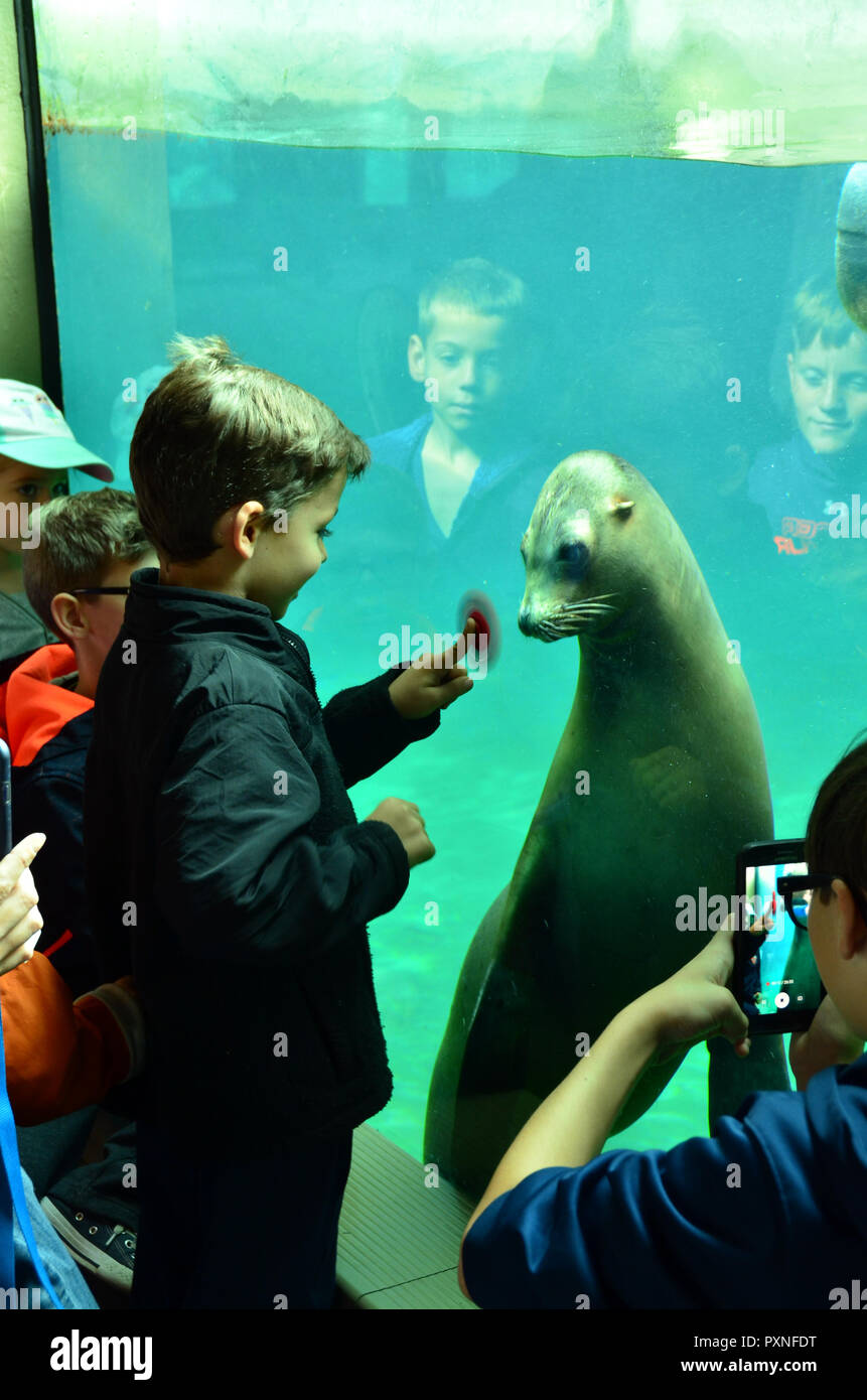 Sea lion exhibit with children Stock Photo Alamy