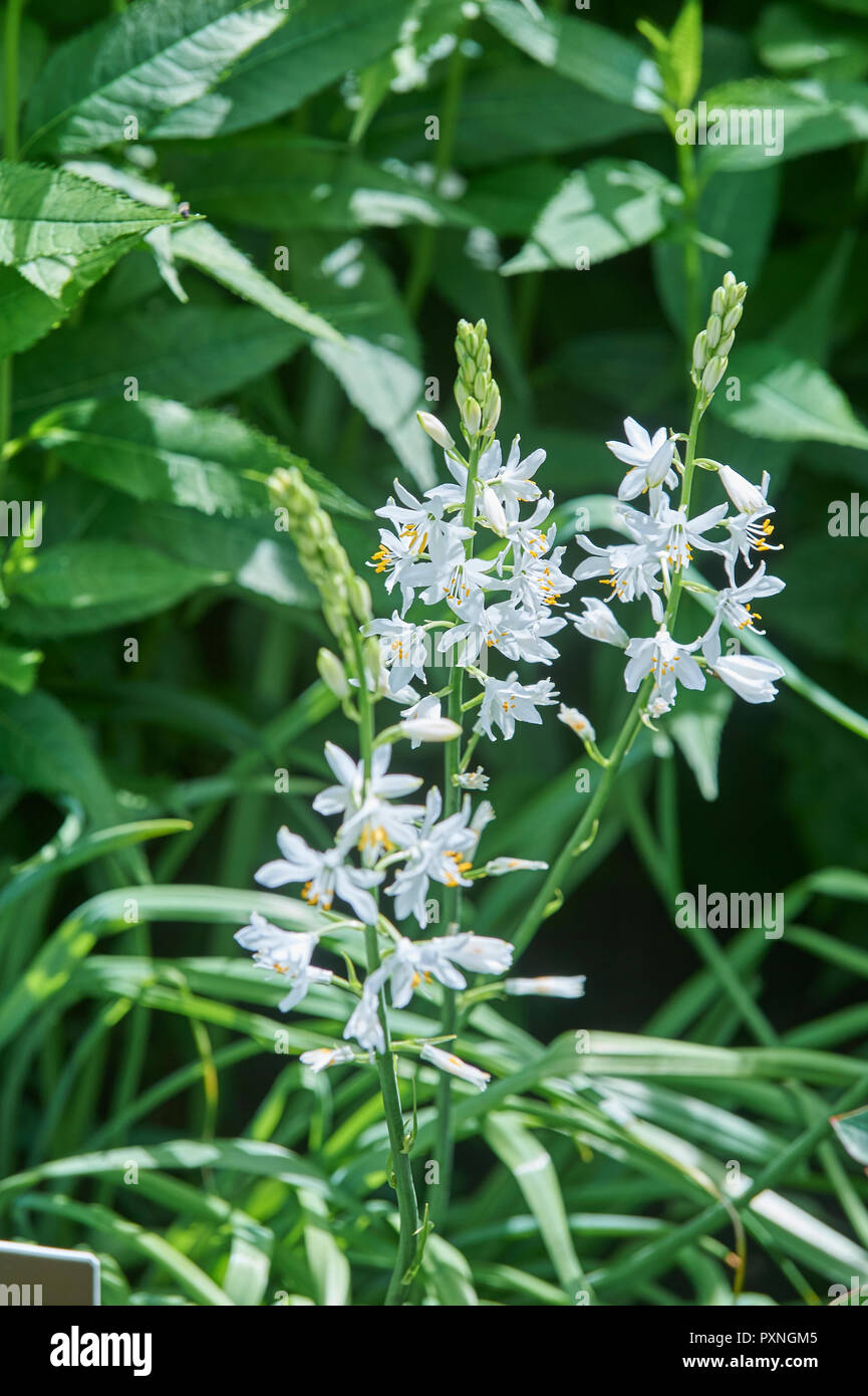 Hosta sieboldii "Funky snowflakes"  in full bloom in an English garden, UK. GB. Stock Photo