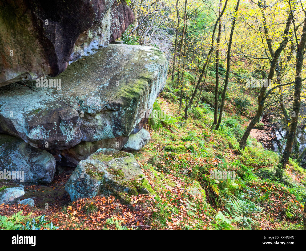 Gristone boulder and autumn birch trees in Guisecliff Wood Pateley Bridge North Yorkshire England Stock Photo