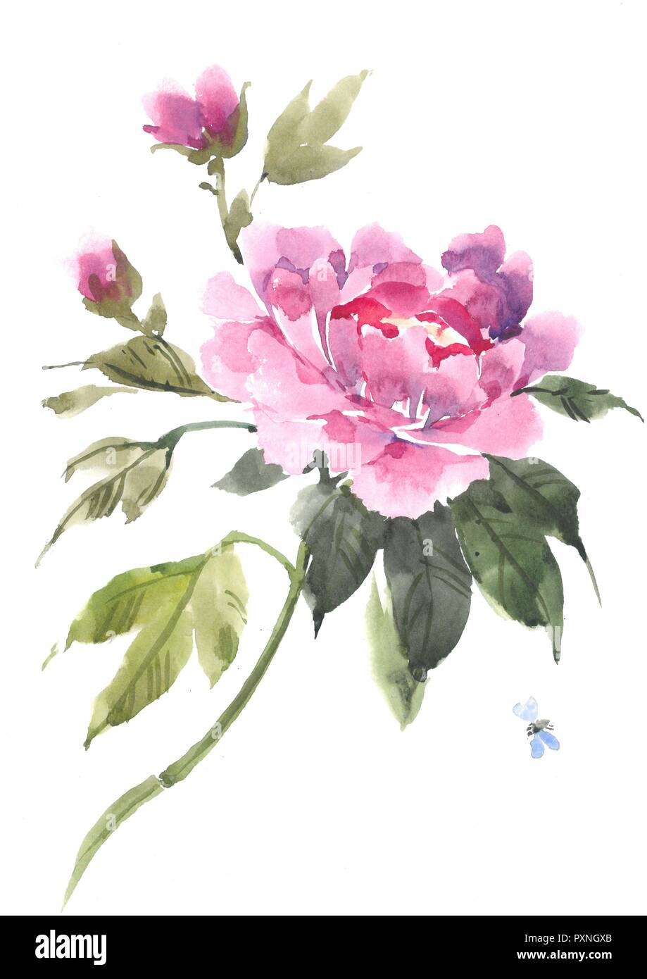 Watercolor flower, blooming peony, watercolor background Stock Photo