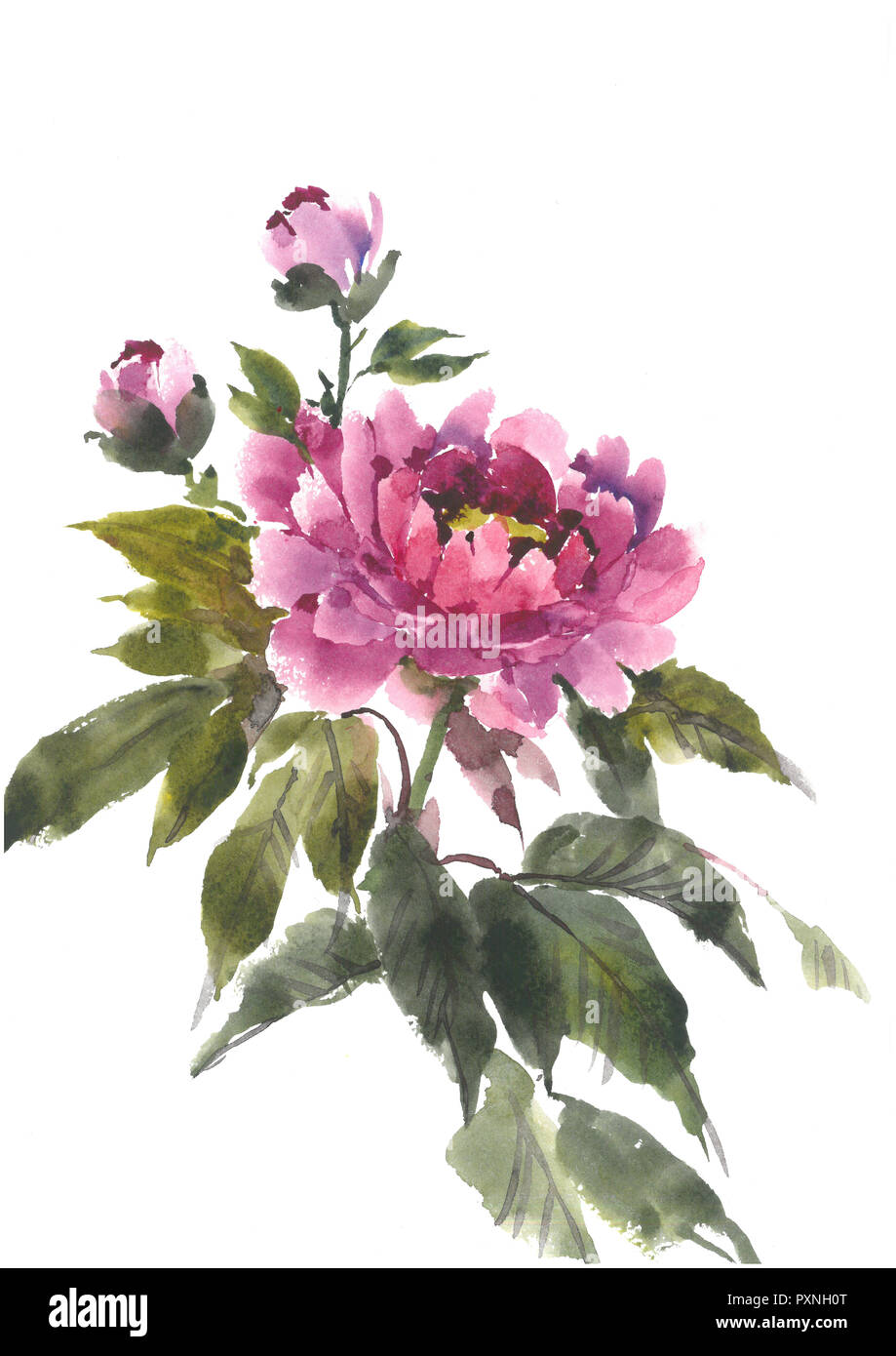 Watercolor flowers. Blooming pink peony. Watercolor background. Stock Photo
