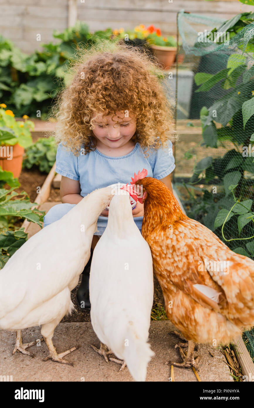 Little girl feeding chickens in allotment Stock Photo