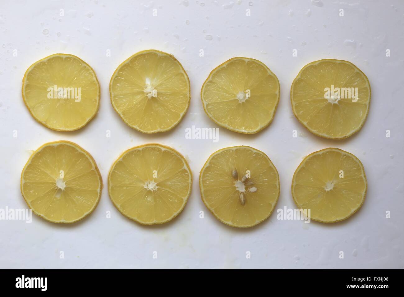 Lemon Slices. Eight round lemon slices in two lines, top view, close up, on wet white surface background. Stock Photo