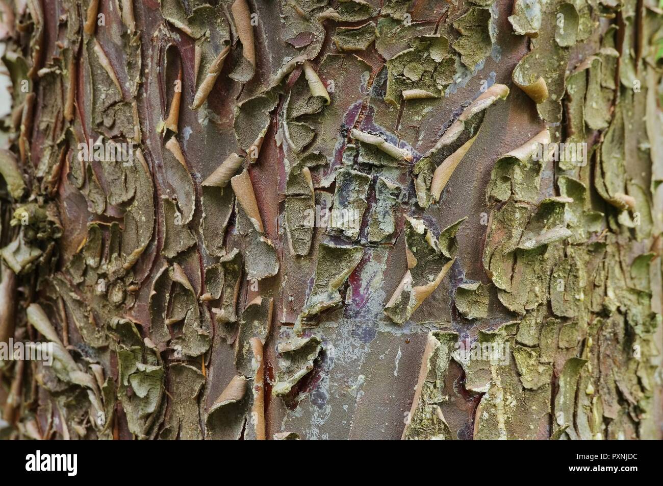 Zypresse Rinde - cypress bark 01 Stock Photo