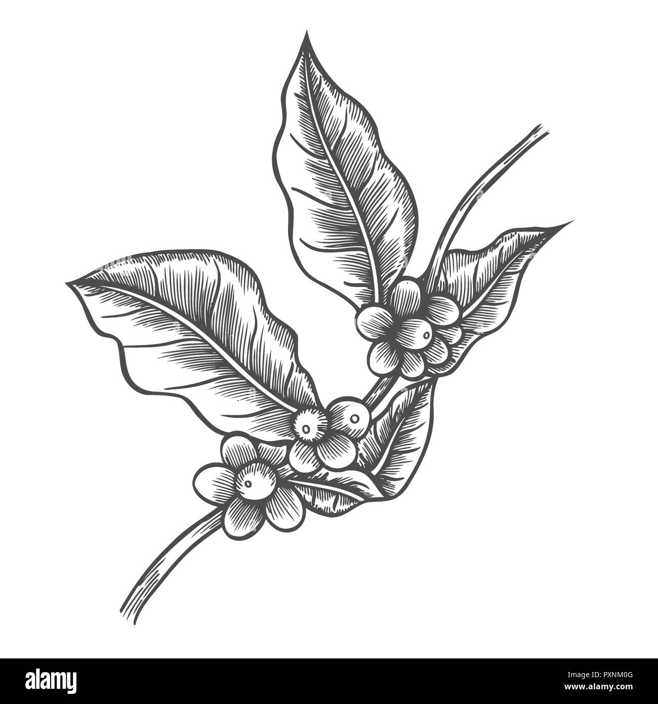 Coffee tree illustration Cut Out Stock Images & Pictures - Alamy