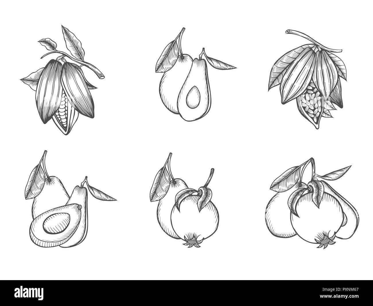 hand drawn avocado and sliced pieces set. Tropical summer fruit ...