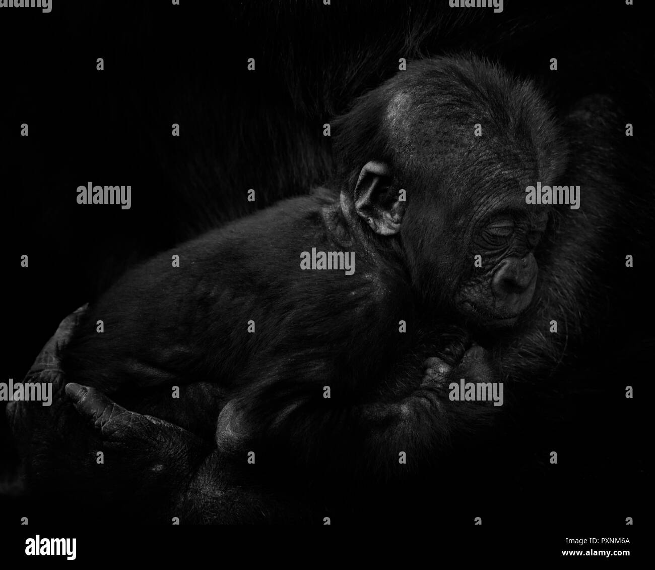 Gorilla baby in mother's arms in front of black background Stock Photo