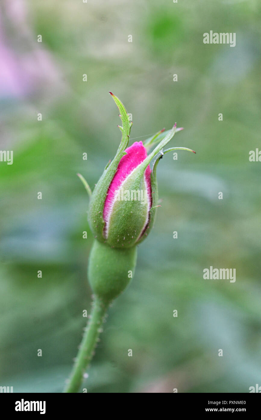 Pink and green flowwer bud on a blurry green background Stock Photo