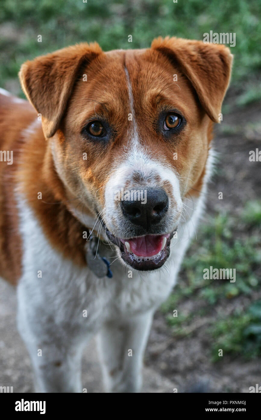 Mixedbreed, brown and white dog Stock Photo Alamy