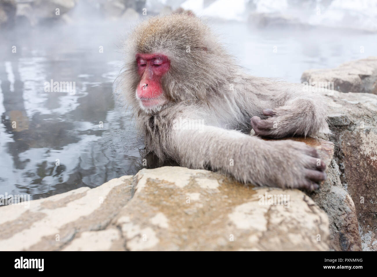 Cute japanese snow monkey sleeping in a hot spring. Nagano Prefecture, Japan. Stock Photo