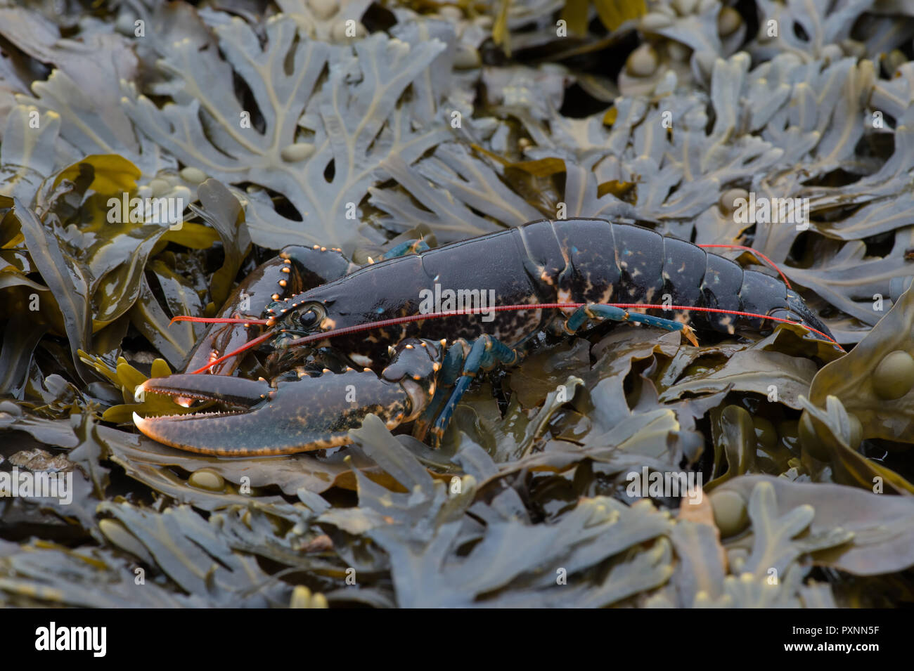 European Lobster Homarus Gammarus Stock Photo Alamy European Lobster Homarus Gammarus Stock Photo Alamy