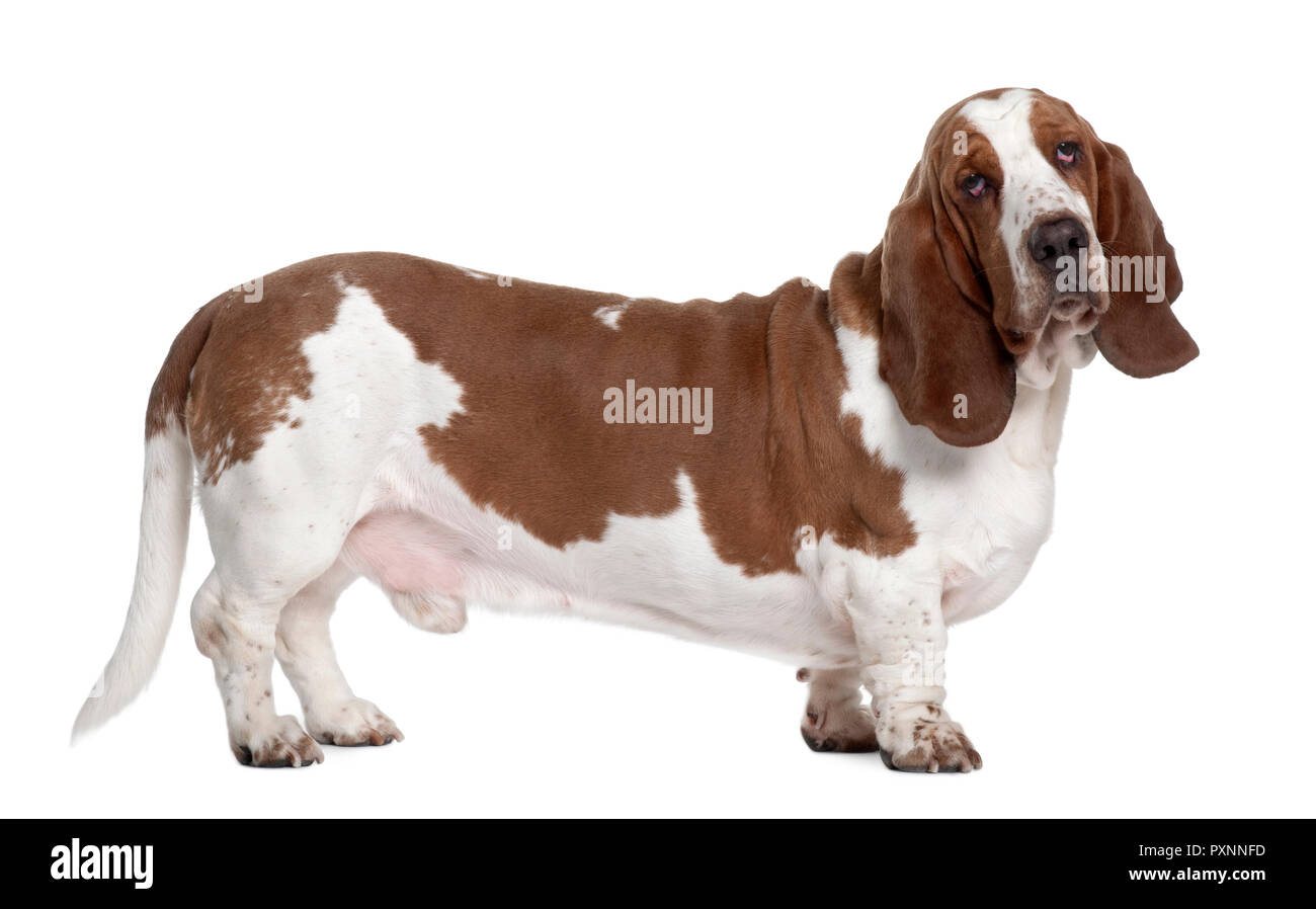 Basset Hound, 1 year old, standing in front of white background Stock Photo