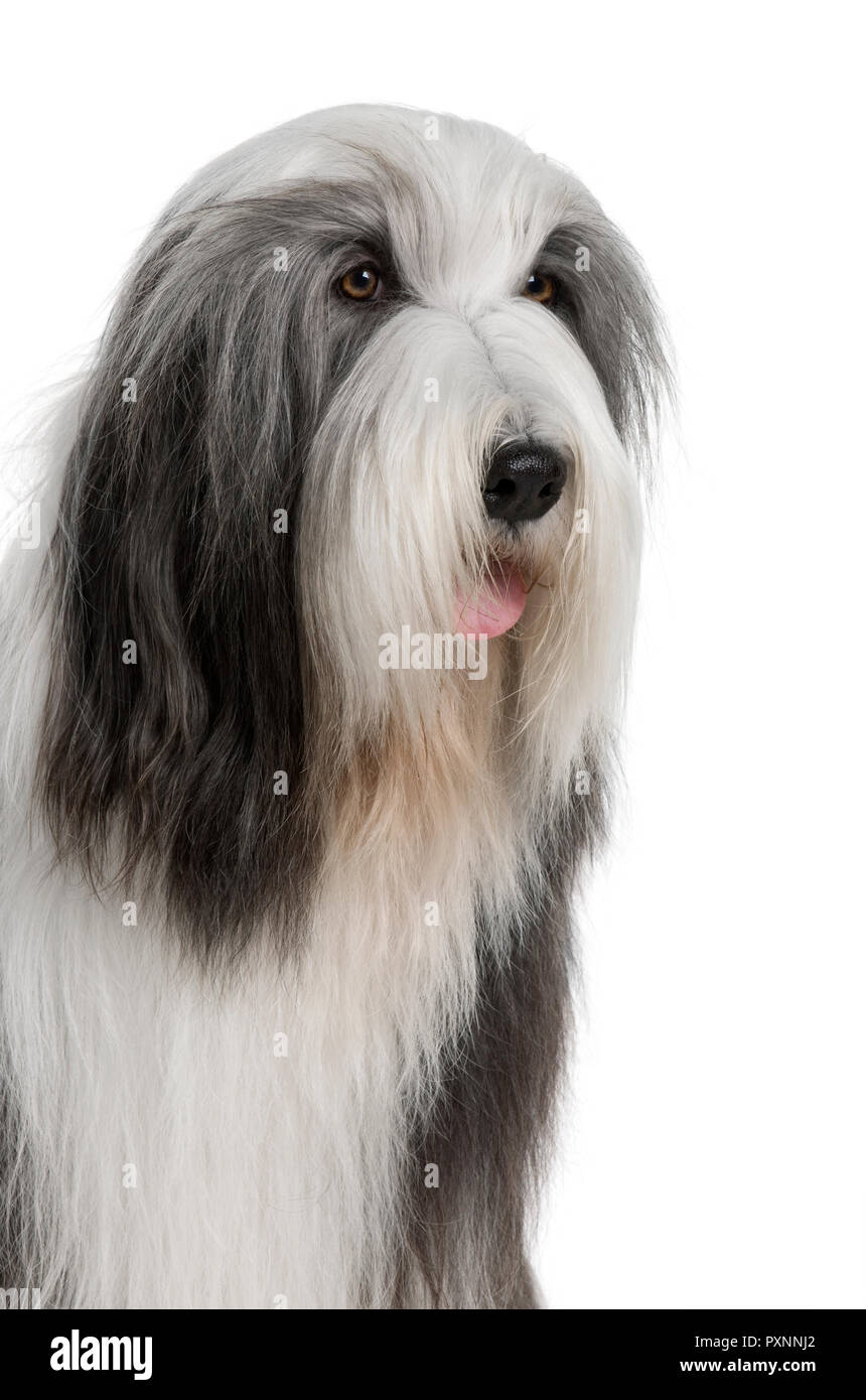 Pedigree bearded collie hi res stock photography and images Page