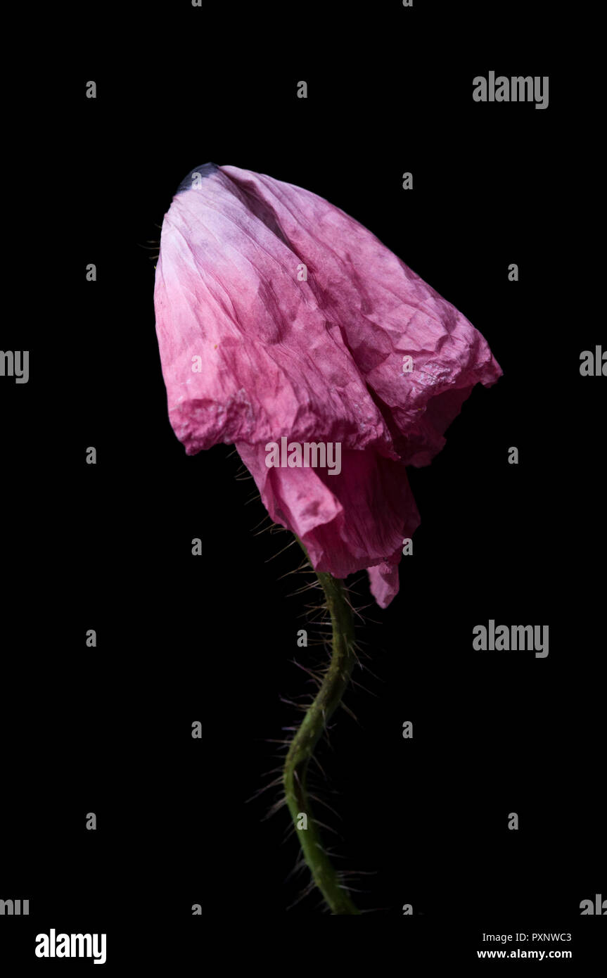 red poppy isolated on a black background Stock Photo - Alamy