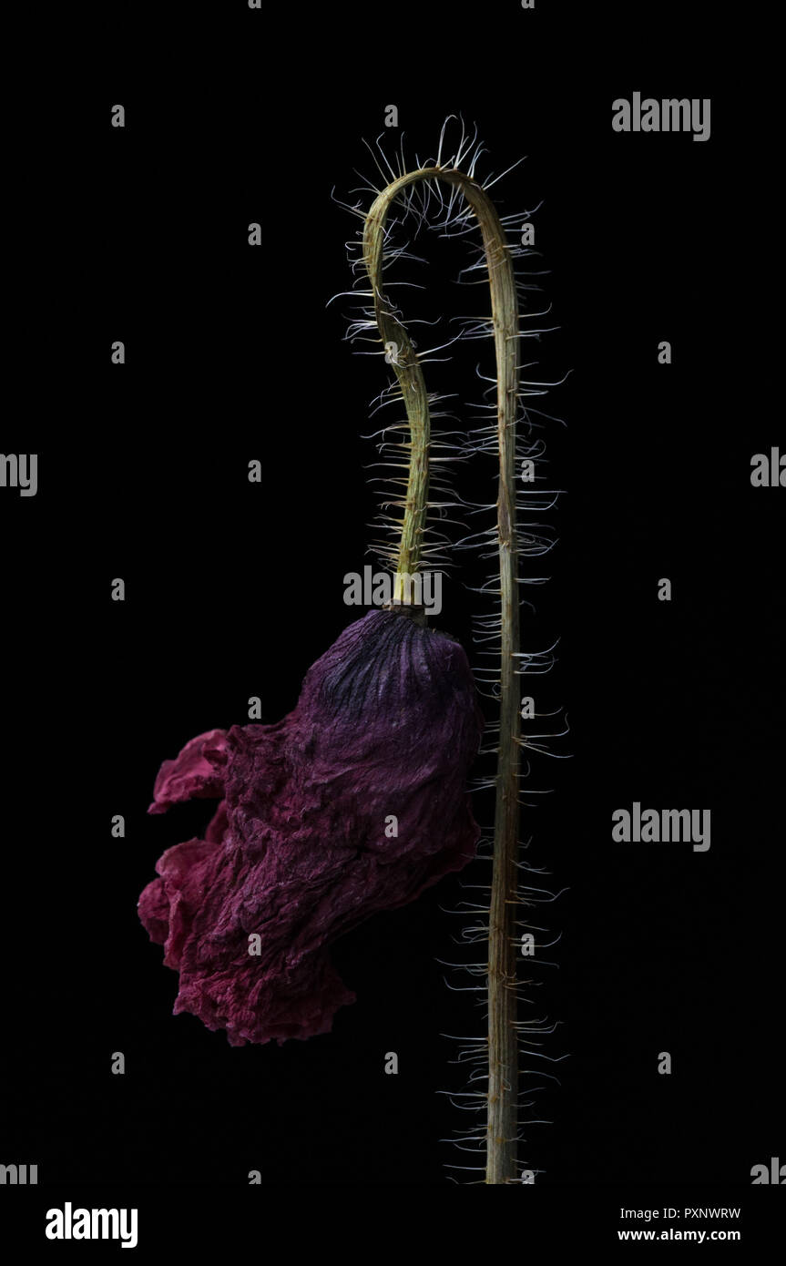 red poppy isolated on a black background Stock Photo - Alamy