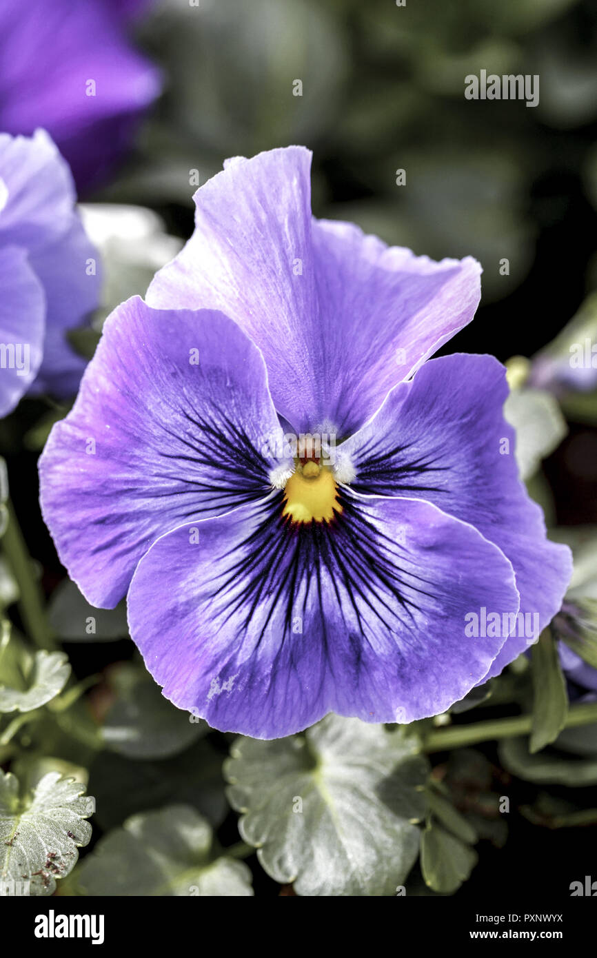 Fruehling, bluehende Stiefmuetterchen Stock Photo