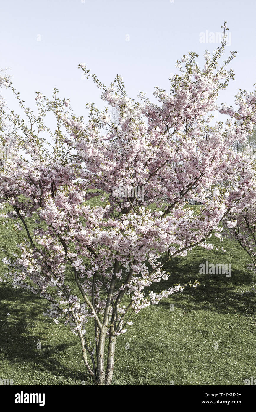 Praechtig bluehender Kirschbaum im Fruehling, Zierkirsche Stock Photo