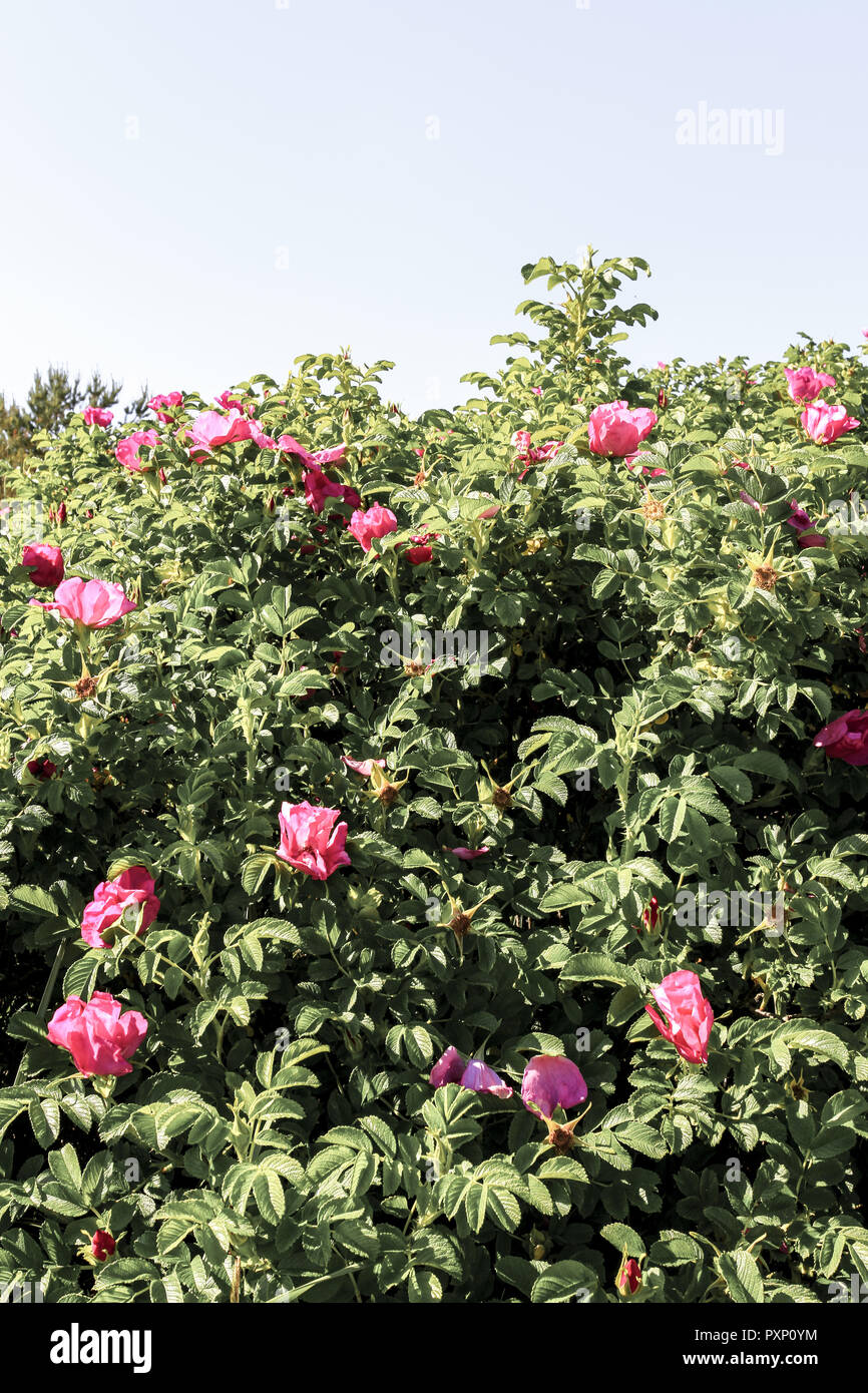 bluehende Heckenrosen Stock Photo