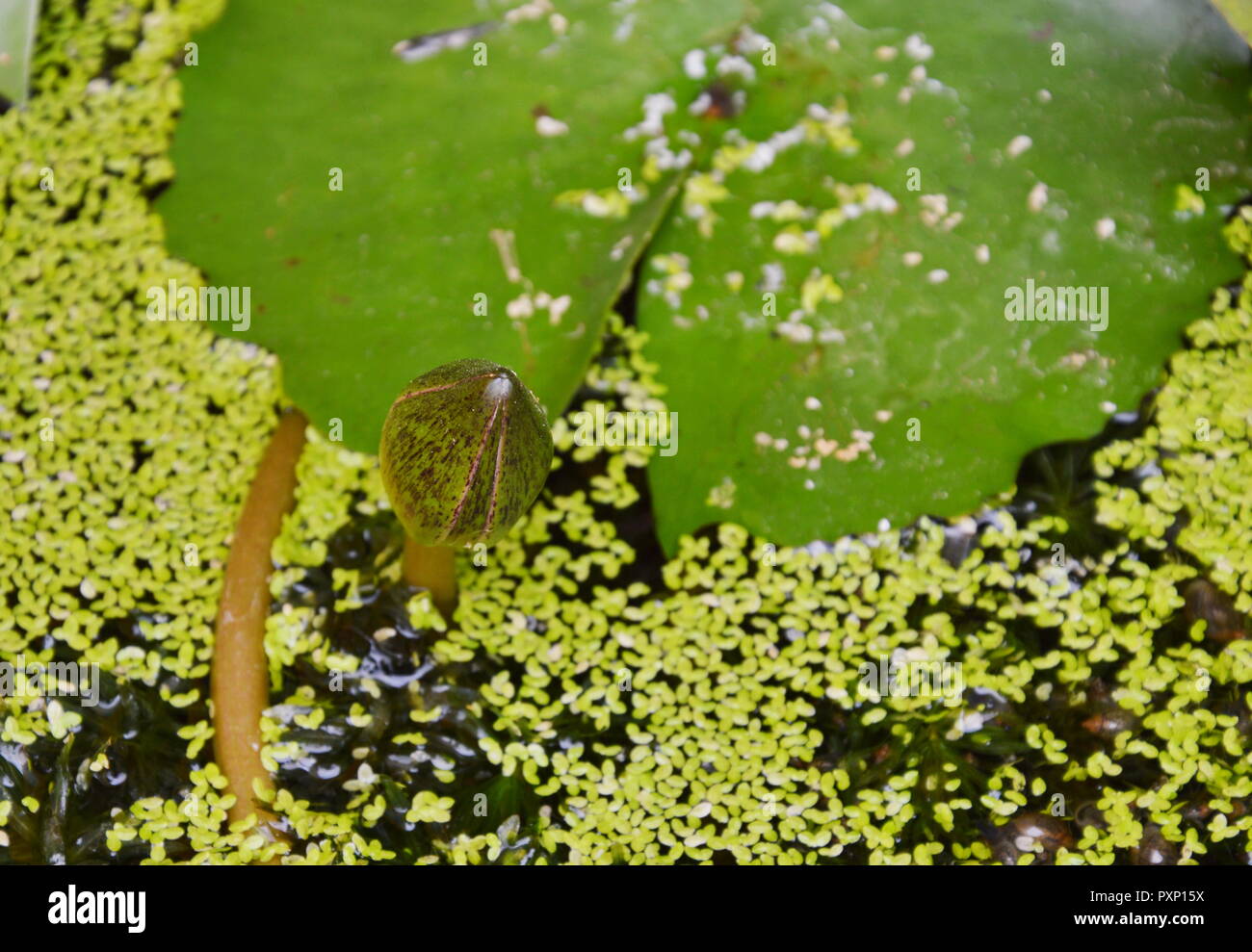 young lotus water lily flower reborn in the pool Stock Photo - Alamy