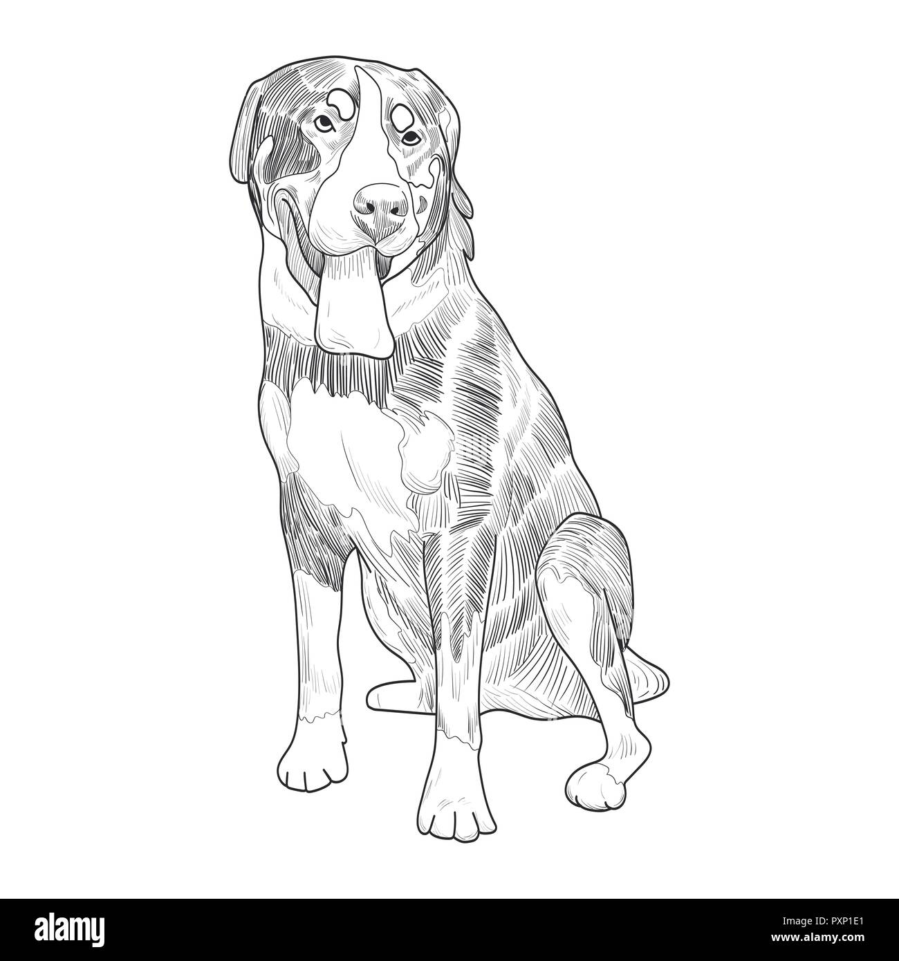 Swiss mountain dog hand drawn sketch. Panting dog sitting isolated on white background. Stock Vector
