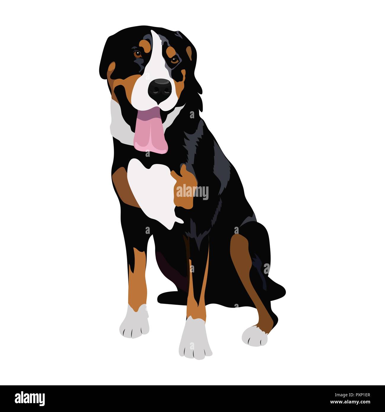 Swiss mountain dog sitting isolated on white background. Purebred black tricolor dog panting. Beautiful swiss breed for your design. Stock Vector