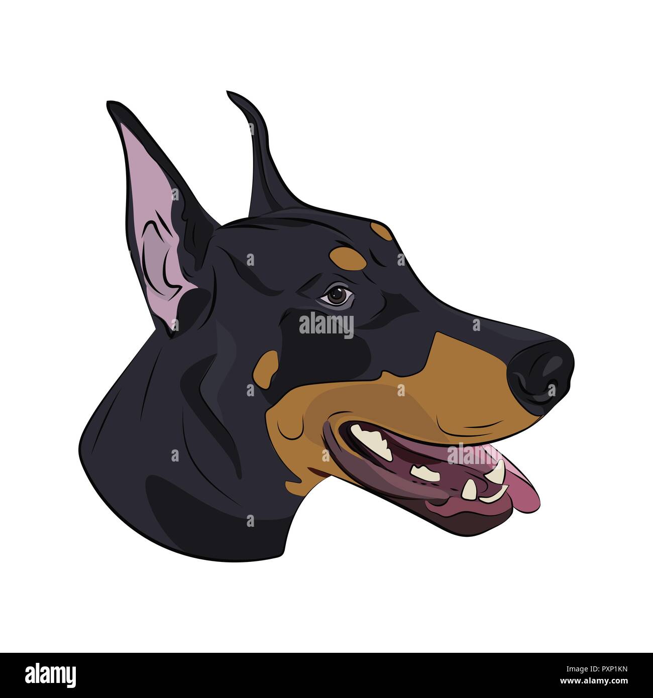 Doberman Pinscher face isolated on white background. Dobermann panting ...